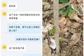 网购假树苗 - 网络上买到假果树苗