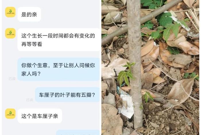 网购假树苗 - 网络上买到假果树苗 网购假树苗 - 网络上买到假果树苗