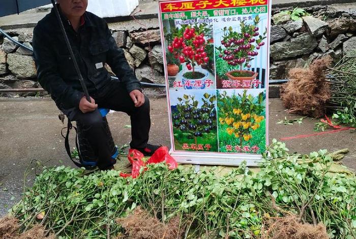 揭秘电商平台假苗木（买了假苗木去哪投诉）