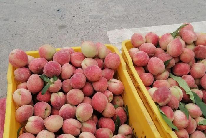 电商卖桃子平台、电商卖桃子平台怎么样 电商卖桃子平台、电商卖桃子平台怎么样