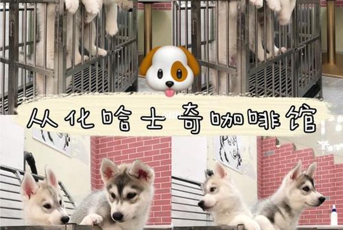 哈士奇电商插件工具官网（哈士奇店群插件）