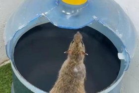 矿泉水老鼠、网购矿泉水 老鼠