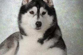 哈士奇官方网站、哈士奇官方网站是什么