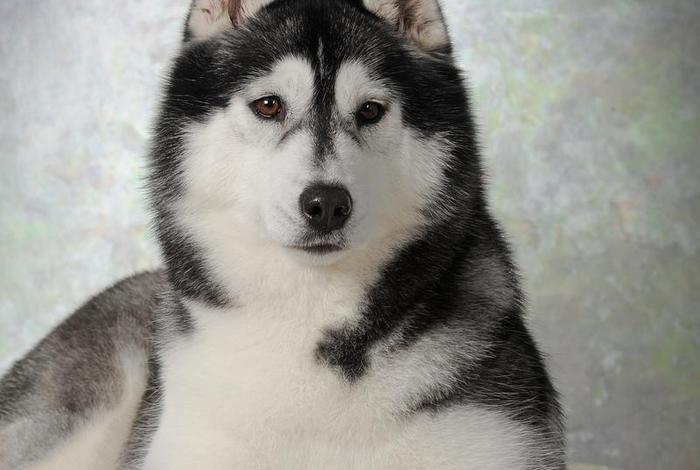 哈士奇官方网站、哈士奇官方网站是什么 哈士奇官方网站、哈士奇官方网站是什么