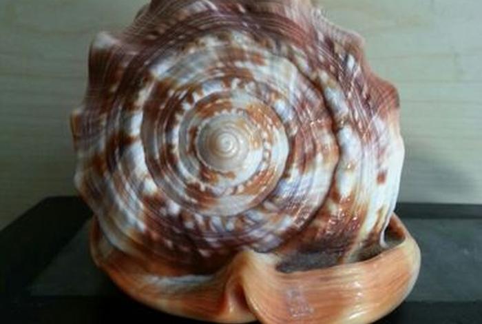 海螺商城（海螺商城APP官方下载）