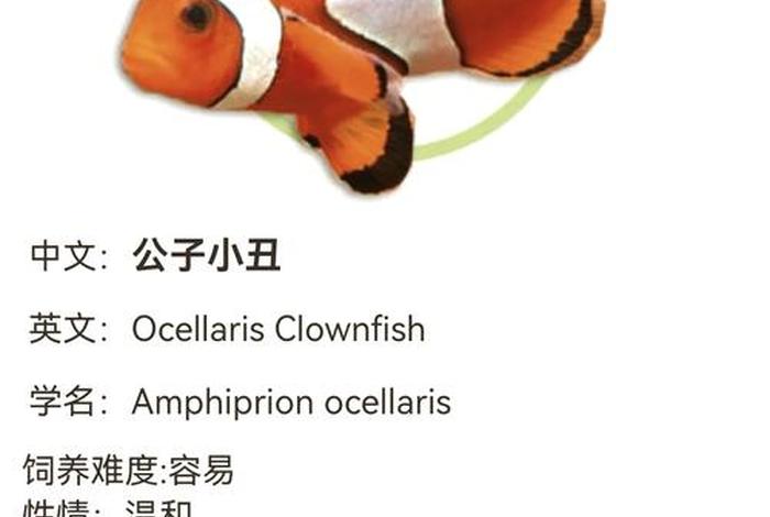 @电子小丑鱼 - 电子小丑鱼的身世和历史背景 @电子小丑鱼 - 电子小丑鱼的身世和历史背景