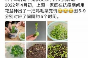 上海回应市民在电商平台买不到菜了（上海回应市民在电商平台买不到菜了吗）