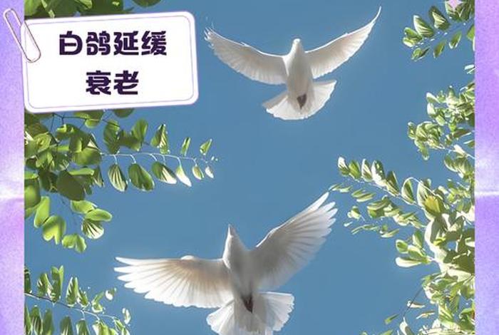 电商白鸽的个人简历（白鸽个人简介）