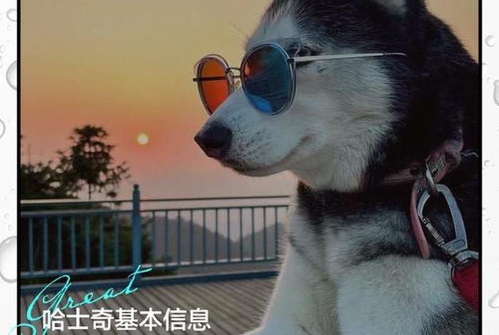 哈士奇电商插件下载安装官网 哈士奇电商插件下载安装官网手机版 哈士奇电商插件下载安装官网 哈士奇电商插件下载安装官网手机版