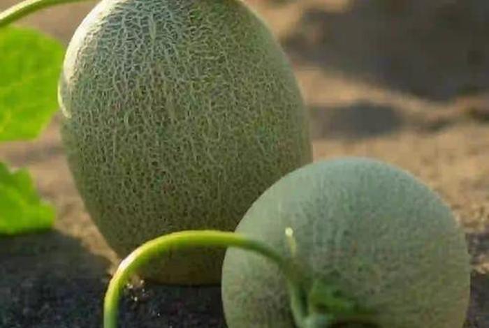 新疆哈密瓜在电商平台;新疆哈密瓜基地在哪里? 新疆哈密瓜在电商平台;新疆哈密瓜基地在哪里?